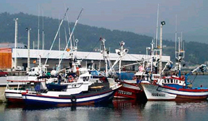 Sector pesquero